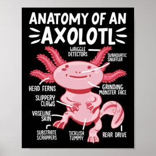 Axolotls anatomi hos en Axolotl Kawaii Poster