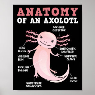 Axolotls anatomi hos en Axolotl Kawaii Poster