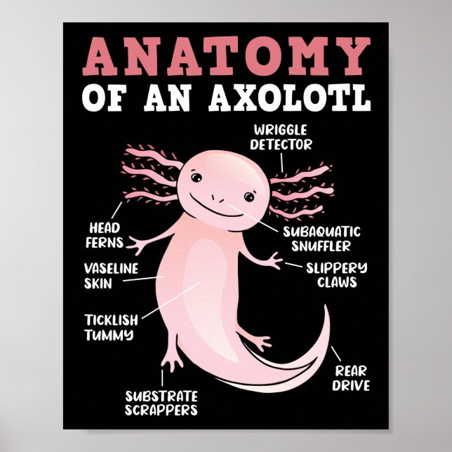 Axolotls anatomi hos en Axolotl Kawaii Poster (Framsidan)