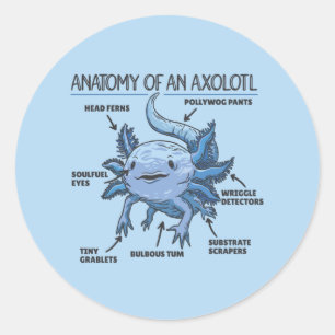 Axolotls förklarande anatomi hos en Axolotl Classi Runt Klistermärke