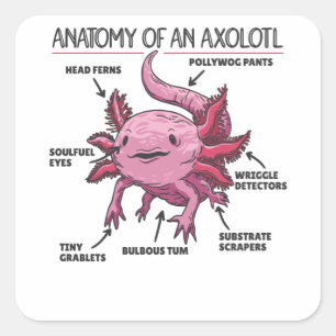 Axolotls förklarande anatomi hos en axolotl fyrkantigt klistermärke