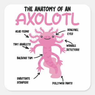 Axolotls förklarande anatomi hos en axolotl fyrkantigt klistermärke