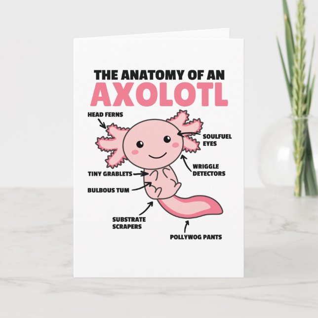 Axolotls förklarande anatomi hos en axolotl kort (Framsida)