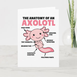 Axolotls förklarande anatomi hos en axolotl kort