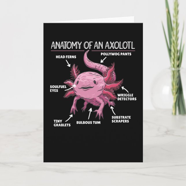 Axolotls förklarande anatomi hos en axolotl kort (Framsida)