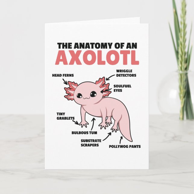 Axolotls förklarande anatomi hos en axolotl kort (Framsida)