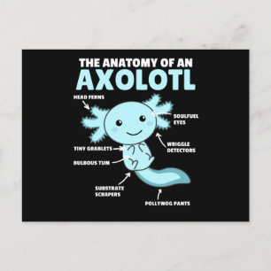 Axolotls förklarande anatomi hos en axolotl vykort