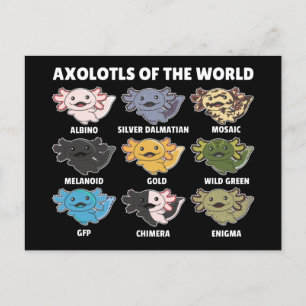 Axolotls från World Sweet Animals Axolotl Post Vykort