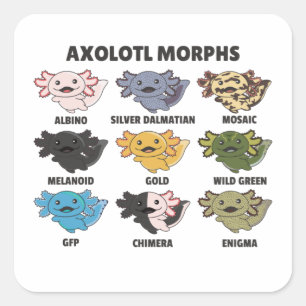 Axolotls från World Sweet Animals Axolotl Squa Fyrkantigt Klistermärke