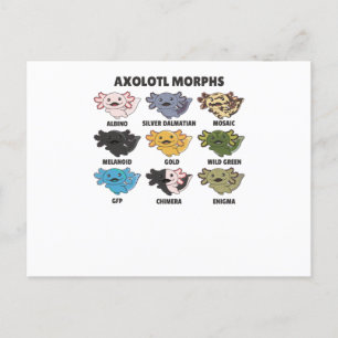 Axolotls från World Sweet Animals Axolotl Vykort