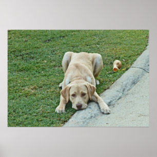 AY-, gul Labrador valp som trutar affischen Poster