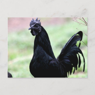Ayam Cemani Tupp Named Vlad Vykort