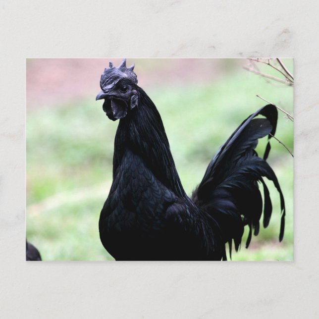 Ayam Cemani Tupp Named Vlad Vykort (Framsida)