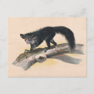 Aye-Aye av Joseph Varg Vykort