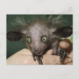 Aye-Aye med Grönt Ögon, Big Öron och Spare Hair Vykort