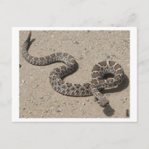 AZ Black Rattlesnake (klicka inte om du vill klämm Vykort