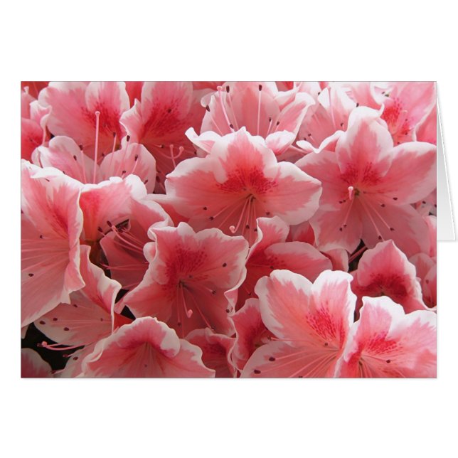 Azalea #1 hälsningskort (Framsidan Horizontal)