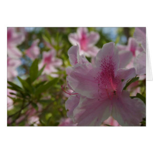 Azalea Aloha! OBS Kort