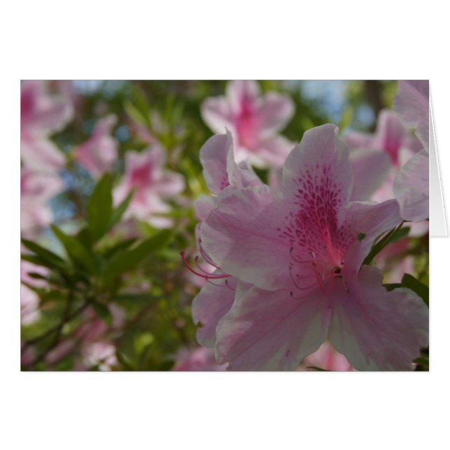 Azalea Aloha! OBS Kort (Framsidan Horizontal)