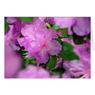 Azalea-Blommar Hälsningskort