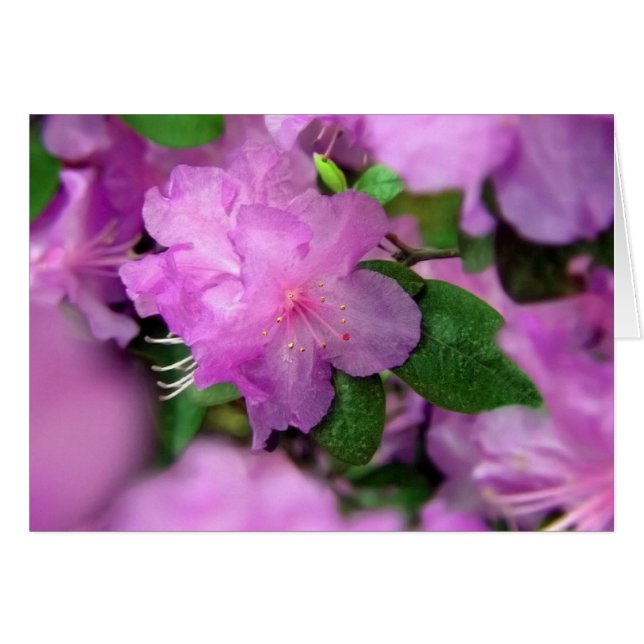 Azalea-Blommar Hälsningskort (Framsidan Horizontal)
