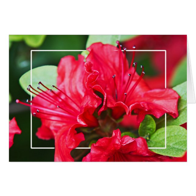 Azalea-Blommar Hälsningskort (Framsidan Horizontal)