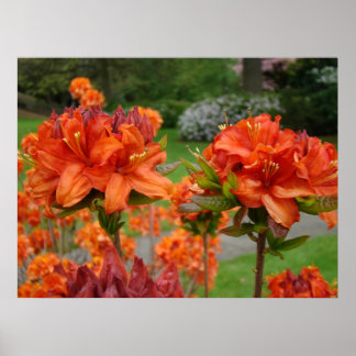 AZALEA Blommor 2 Rhododendroner Konsttryck Affisch