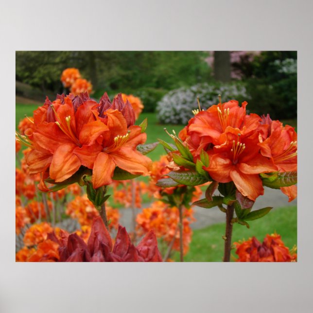 AZALEA Blommor 2 Rhododendroner Konsttryck Affisch (Framsidan)