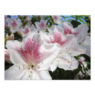Azalea Blommor Trädgårdsfotografering Blommor Fototryck