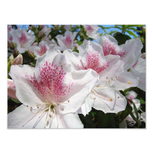 Azalea Blommor Trädgårdsfotografering Blommor Fototryck (Framsidan)