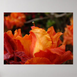 Azalea Blomsterkonsttryck Blommig Inramad Konst De Poster