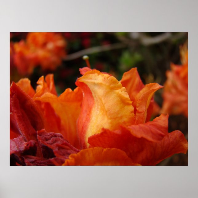 Azalea Blomsterkonsttryck Blommig Inramad Konst De Poster (Framsidan)