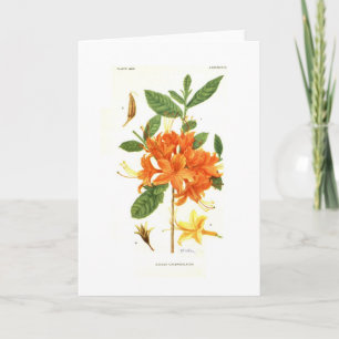 Azalea calendulacea av Mary E Eaton Kort