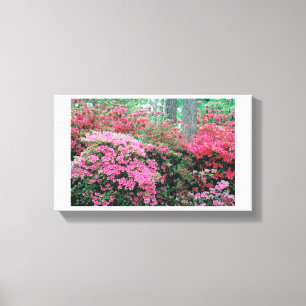 Azalea Canvas