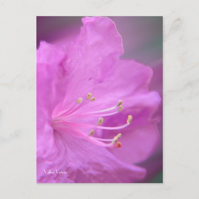 Azalea Close-up Vykort (Framsida)