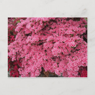 Azalea Cluster Vykort