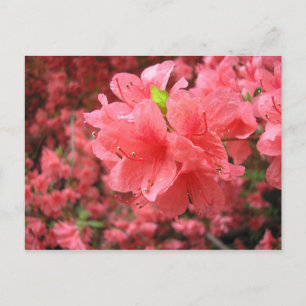 Azalea Fält - vykort