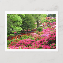 Azalea Festival: Nezu Shrine, Japan Postcard Vykort