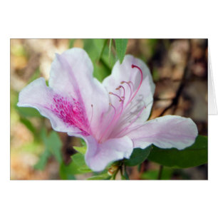 Azalea Festival OBS Kort