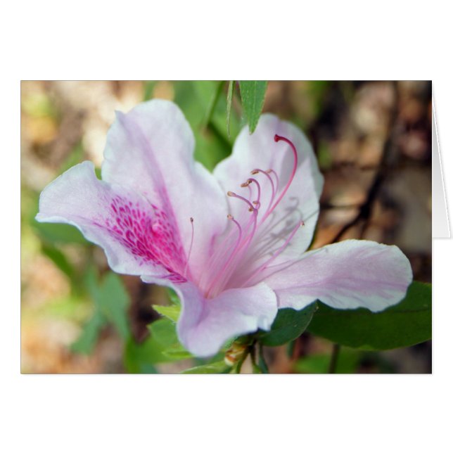 Azalea Festival OBS Kort (Framsidan Horizontal)