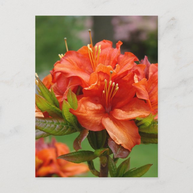 AZALEA FLOWERS 14 Orange Azaleas Cards Gifts Mugg Vykort (Framsida)