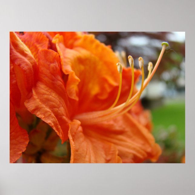 Azalea Flowers 6 Orange Rhodies Art Prints Poster (Framsidan)