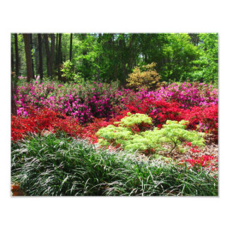 Azalea Gardens Fototryck