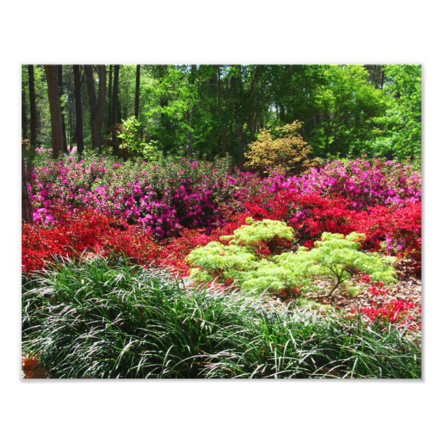 Azalea Gardens Fototryck (Framsidan)