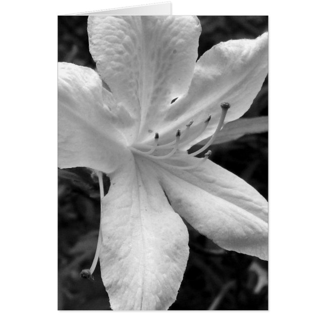 Azalea Hälsningskort (Framsidan)