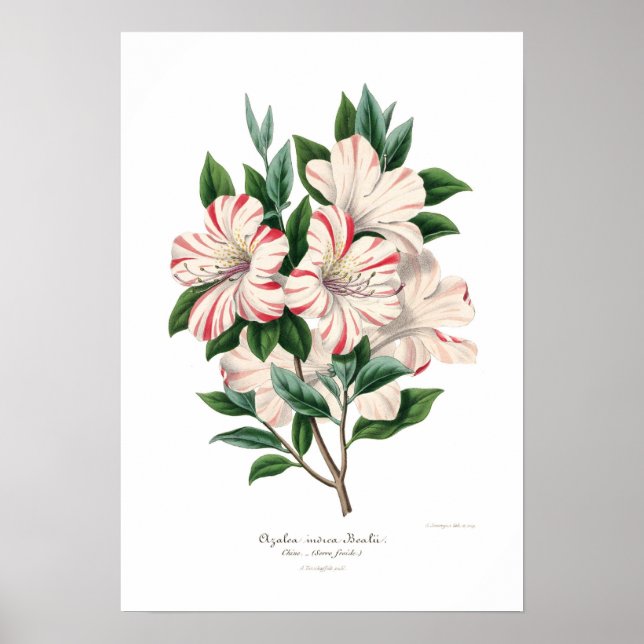Azalea indica bealii poster (Framsidan)
