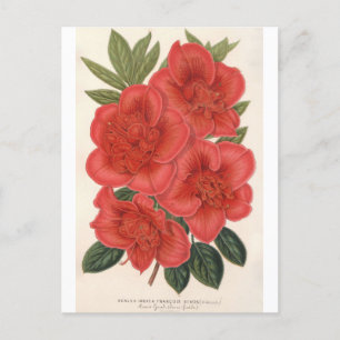 Azalea (Indica) Francois Devos av Charles Lemaire Vykort