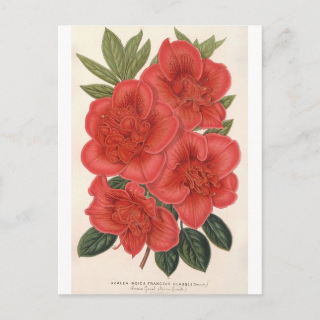 Azalea (Indica) Francois Devos av Charles Lemaire Vykort (Framsida)