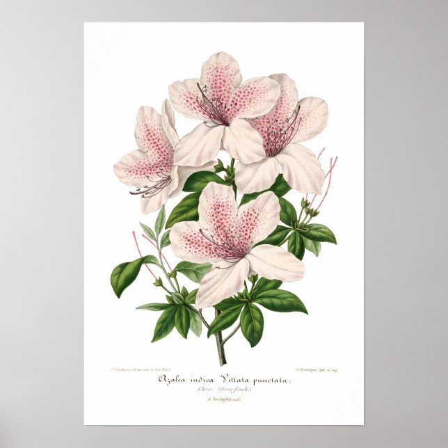 Azalea indica - vittata punctata poster (Framsidan)