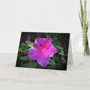 Azalea, kort
